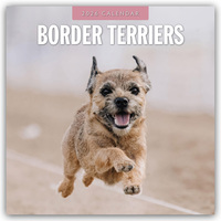 Border Terriers – Border Terrier 2026 – 16-Monatskalender