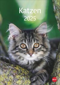 Vorderes Coverbild Katzen Kalender 2025
