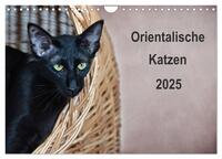 Orientalische Katzen (Wandkalender 2025 DIN A4 quer), CALVENDO Monatskalender