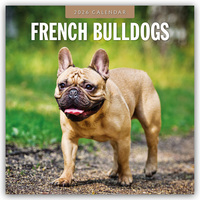 French Bulldogs – Französische Bulldoggen 2026 – 16-Monatskalender