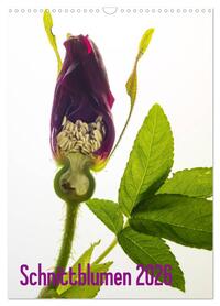 Schnittblumen 2026 (Wandkalender 2026 DIN A3 hoch), CALVENDO Monatskalender