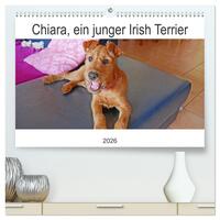 Chiara, ein junger Irish Terrier (hochwertiger Premium Wandkalender 2026 DIN A2 quer), Kunstdruck in Hochglanz