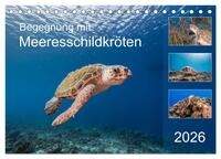 Begegnung mit Meeresschildkröten (Tischkalender 2026 DIN A5 quer), CALVENDO Monatskalender