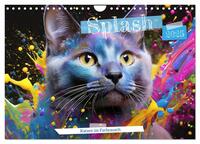 Splash - Katzen im Farbrausch (Wandkalender 2025 DIN A4 quer), CALVENDO Monatskalender