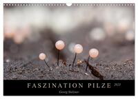 FASZINATION PILZE 2025 (Wandkalender 2025 DIN A3 quer), CALVENDO Monatskalender