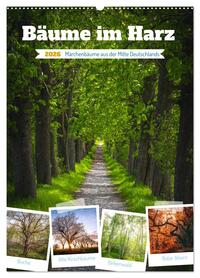 Bäume im Harz (Wandkalender 2026 DIN A2 hoch), CALVENDO Monatskalender