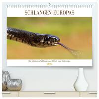 Schlangen Europas (hochwertiger Premium Wandkalender 2026 DIN A2 quer), Kunstdruck in Hochglanz