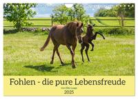 Fohlen - die pure Lebensfreude (Wandkalender 2025 DIN A4 quer), CALVENDO Monatskalender