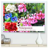 Pelargonien. Die Klassiker unter den Blühwundern (hochwertiger Premium Wandkalender 2026 DIN A2 quer), Kunstdruck in Hochglanz