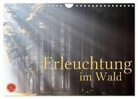 Erleuchtung im Wald (Wandkalender 2026 DIN A4 quer), CALVENDO Monatskalender