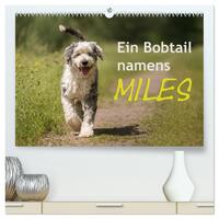 Ein Bobtail namens Miles (hochwertiger Premium Wandkalender 2026 DIN A2 quer), Kunstdruck in Hochglanz