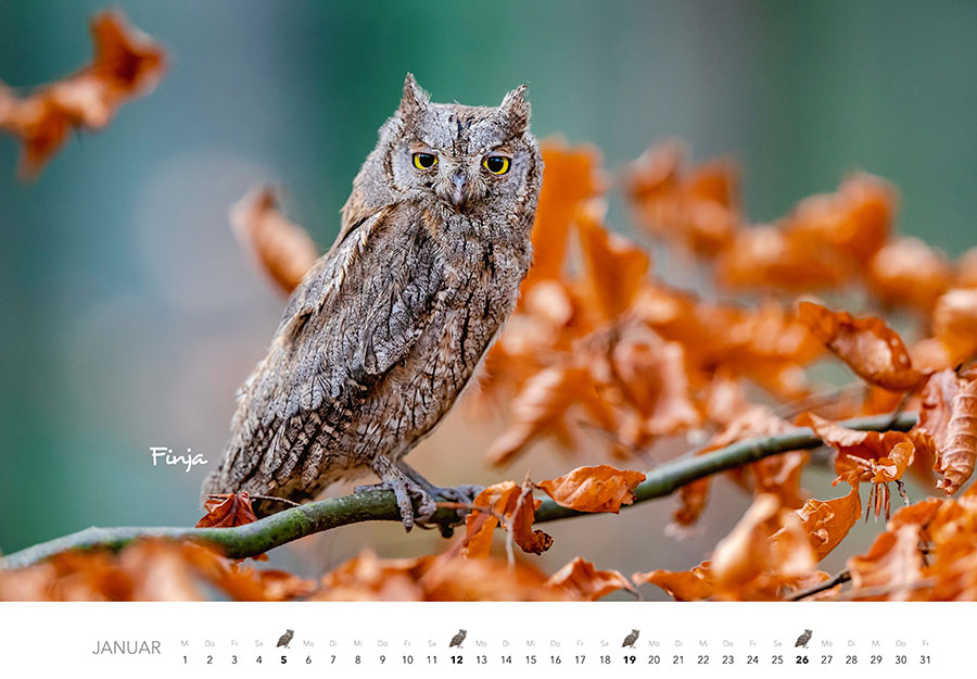 Beispielinhalt (Bild) Eulen Kalender 2025
