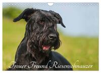 Treuer Freund Riesenschnauzer (Wandkalender 2025 DIN A4 quer), CALVENDO Monatskalender