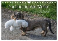 Rauhaardackel Motte & Friends (Wandkalender 2026 DIN A4 quer), CALVENDO Monatskalender