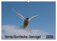 Nordatlantische Seevögel (Wandkalender 2026 DIN A2 quer), CALVENDO Monatskalender