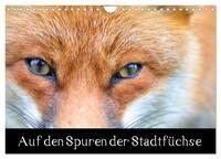 Auf den Spuren der Stadtfüchse (Wandkalender 2025 DIN A4 quer), CALVENDO Monatskalender