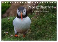 Papageitaucher Clowns der Meere (Wandkalender 2026 DIN A4 quer), CALVENDO Monatskalender