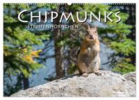 Chipmunks Streifenhörnchen (Wandkalender 2025 DIN A2 quer), CALVENDO Monatskalender