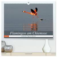 Flamingos am Chiemsee (hochwertiger Premium Wandkalender 2025 DIN A2 quer), Kunstdruck in Hochglanz