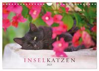 Inselkatzen (Wandkalender 2025 DIN A4 quer), CALVENDO Monatskalender