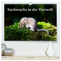 Nachwuchs in der Tierwelt (hochwertiger Premium Wandkalender 2025 DIN A2 quer), Kunstdruck in Hochglanz