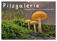 Pilzgalerie - Heimische Pilze von ihrer schönsten Seite (Wandkalender 2025 DIN A2 quer), CALVENDO Monatskalender