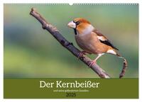 Der Kernbeißer und seine gefiederten Gesellen (Wandkalender 2025 DIN A2 quer), CALVENDO Monatskalender