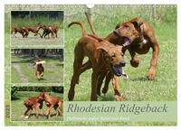 Rhodesian Ridgeback - Halbstarke außer Rand und Band (Wandkalender 2025 DIN A3 quer), CALVENDO Monatskalender