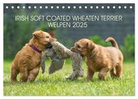 IRISH SOFT COATED WHEATEN TERRIER WELPEN 2025 (Tischkalender 2025 DIN A5 quer), CALVENDO Monatskalender