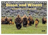 Bison und Wisent - Riesen mit unbändiger Kraft (Tischkalender 2026 DIN A5 quer), CALVENDO Monatskalender