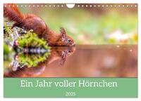 Ein Jahr voller Hörnchen (Wandkalender 2025 DIN A4 quer), CALVENDO Monatskalender