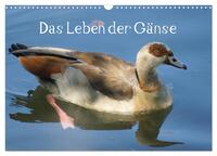Das Leben der Gänse (Wandkalender 2025 DIN A3 quer), CALVENDO Monatskalender