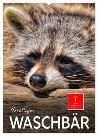 Drolliger Waschbär (Wandkalender 2026 DIN A2 hoch), CALVENDO Monatskalender