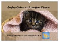 Tierschutzkatzen vom TSV-Neuss - Großes Glück auf sanften Pfoten (Wandkalender 2025 DIN A3 quer), CALVENDO Monatskalender