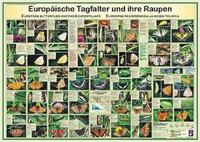 Europäische Tagfalter und ihre Raupen