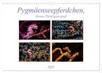 Pygmäenseepferdchen, kleines Pferd ganz groß (Wandkalender 2025 DIN A3 quer), CALVENDO Monatskalender