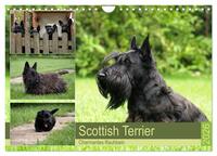 Scottish Terrier - Charmantes Rauhbein (Wandkalender 2026 DIN A4 quer), CALVENDO Monatskalender