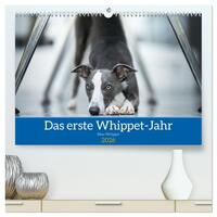 Das erste Whippet-Jahr (hochwertiger Premium Wandkalender 2026 DIN A2 quer), Kunstdruck in Hochglanz