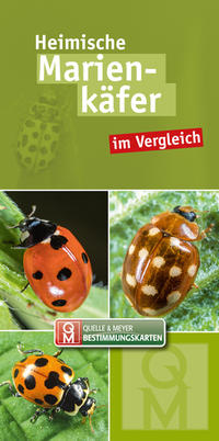 Vorderes Coverbild Heimische Marienkäfer im Vergleich