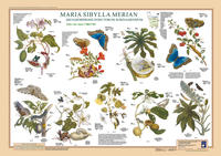 Maria Sibylla Merian: Metamorphosis Insectorum Surinamensium. März bis Juni 1700/1701