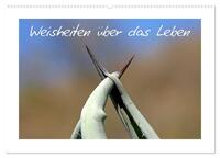 Weisheiten über das Leben (Wandkalender 2025 DIN A2 quer), CALVENDO Monatskalender