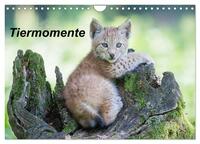Tiermomente (Wandkalender 2025 DIN A4 quer), CALVENDO Monatskalender