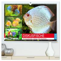 Diskusfische. Die bezaubernden Lieblinge vieler Aquarianer (hochwertiger Premium Wandkalender 2025 DIN A2 quer), Kunstdruck in Hochglanz