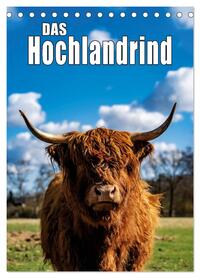 Das Hochlandrind im Frühjahr (Tischkalender 2026 DIN A5 hoch), CALVENDO Monatskalender