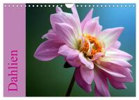 Dahlien (Wandkalender 2025 DIN A4 quer), CALVENDO Monatskalender