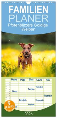 Familienplaner 2026 - Pfotenblitzers Goldige Welpen mit 5 Spalten (Wandkalender, 21 x 45 cm) CALVENDO