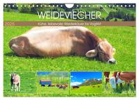 Weideviecher, Kühe liebevolle Wiederkäuer (Wandkalender 2025 DIN A4 quer), CALVENDO Monatskalender
