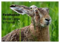 Feldhasen - Meister Lampe in Franken (Wandkalender 2026 DIN A2 quer), CALVENDO Monatskalender