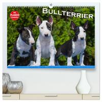 Bullterrier (hochwertiger Premium Wandkalender 2025 DIN A2 quer), Kunstdruck in Hochglanz