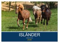 Isländer - icelandic horses (Wandkalender 2026 DIN A2 quer), CALVENDO Monatskalender